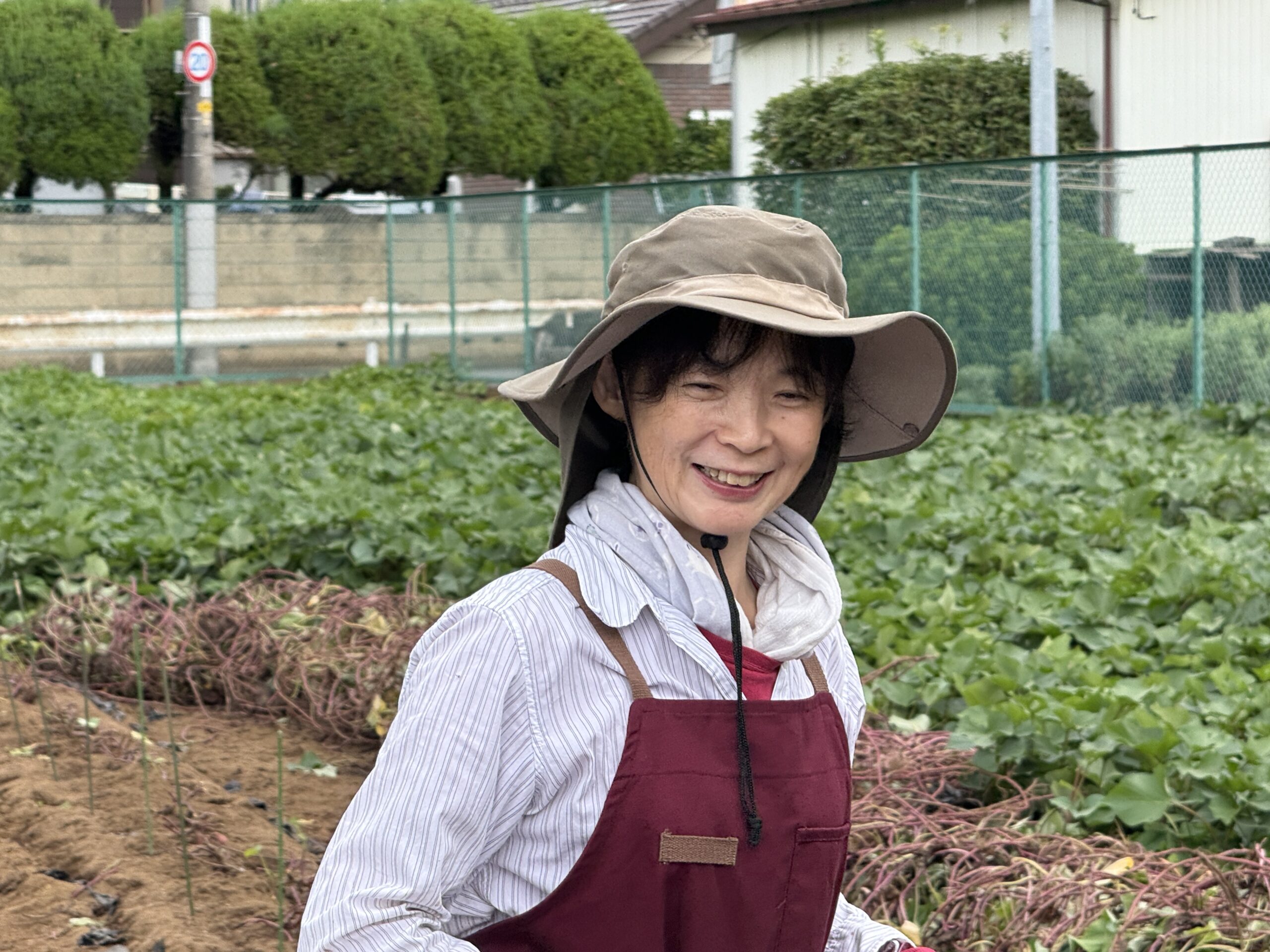 東京・立川市「あさみ農園」のサツマイモ掘り体験に参加してきました